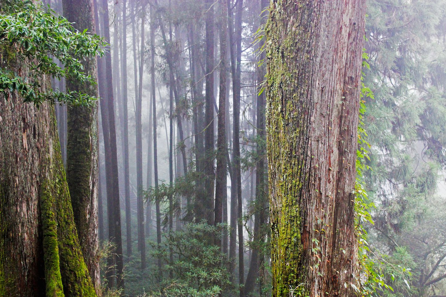 1000-Year old Red Cypress