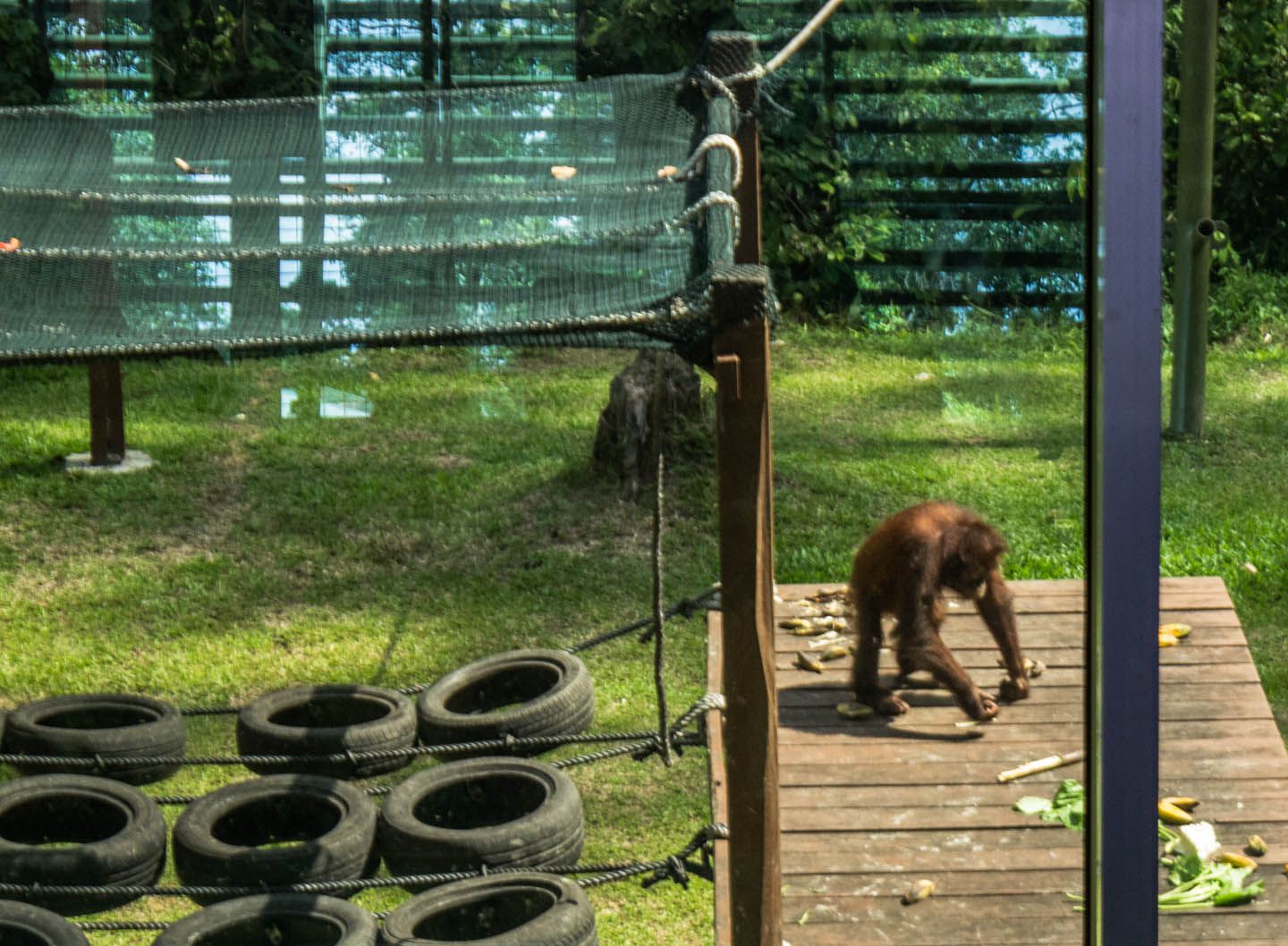 Orangutan eating, Sepilok, Malaysia