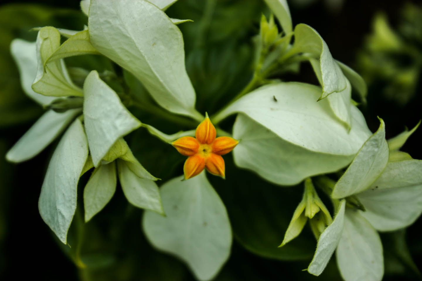 Flower by the George Town ferry terminal, Malaysia