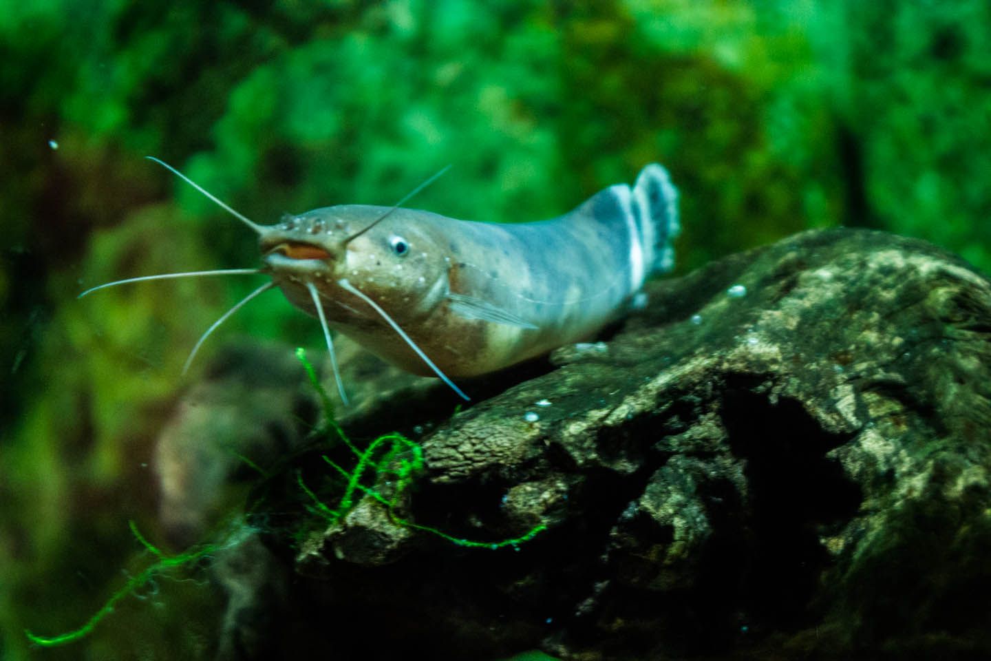 Electric cat fish, KLCC Aquaria, Kuala Lumpur, Malaysia