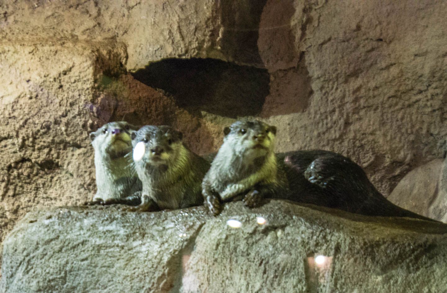 Otters, KLCC Aquaria, Kuala Lumpur, Malaysia