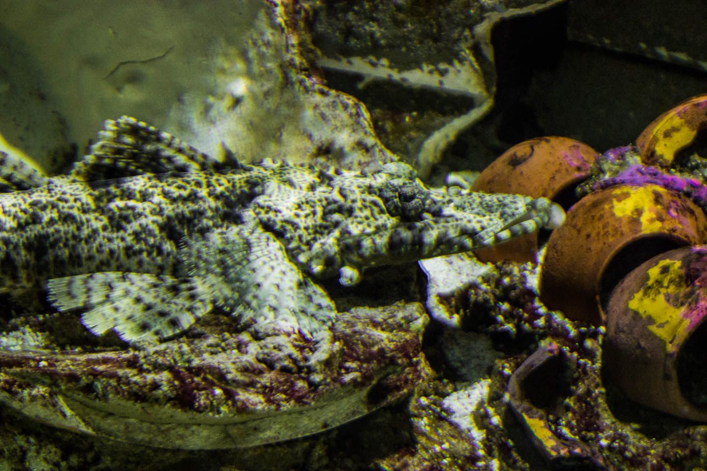 Crocodile fish, KLCC Aquaria, Kuala Lumpur, Malaysia