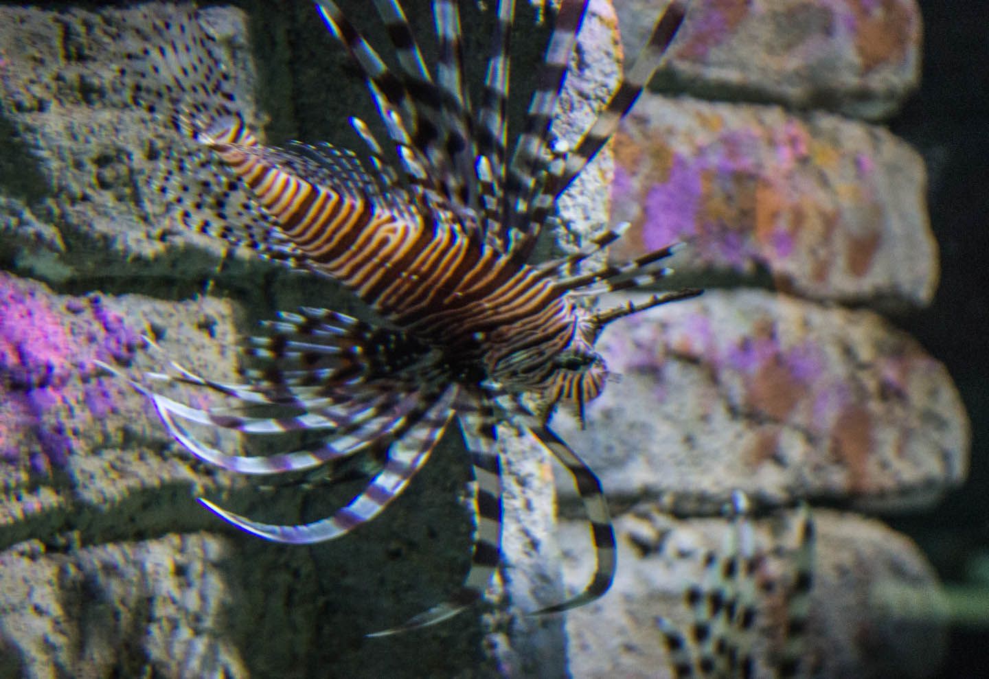 Lionfish, KLCC Aquaria, Kuala Lumpur, Malaysia