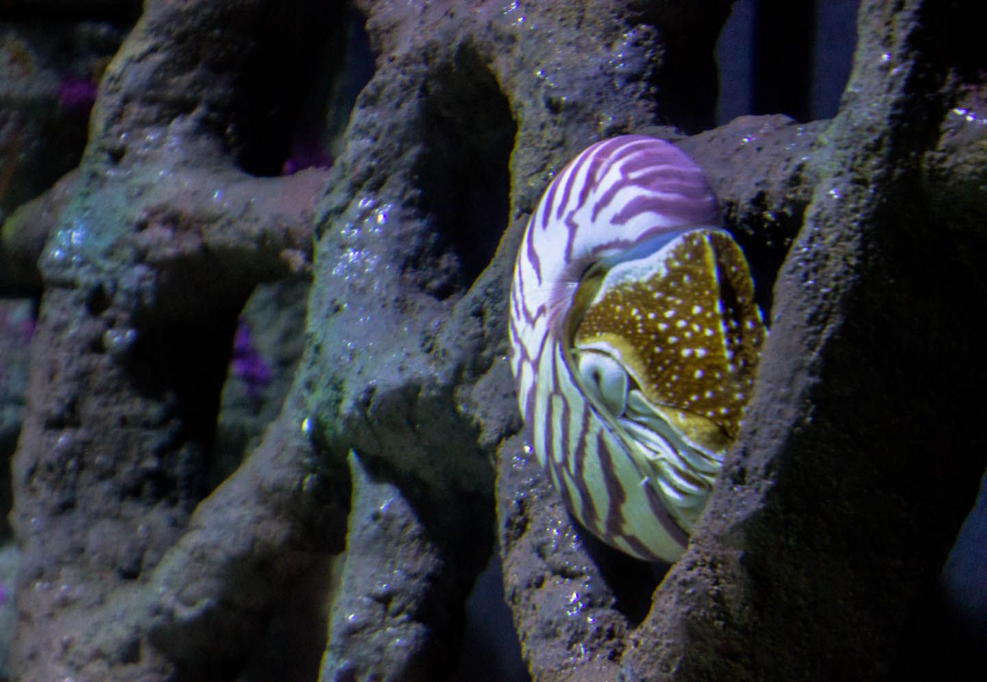Chambered nautilus, KLCC Aquaria, Kuala Lumpur, Malaysia