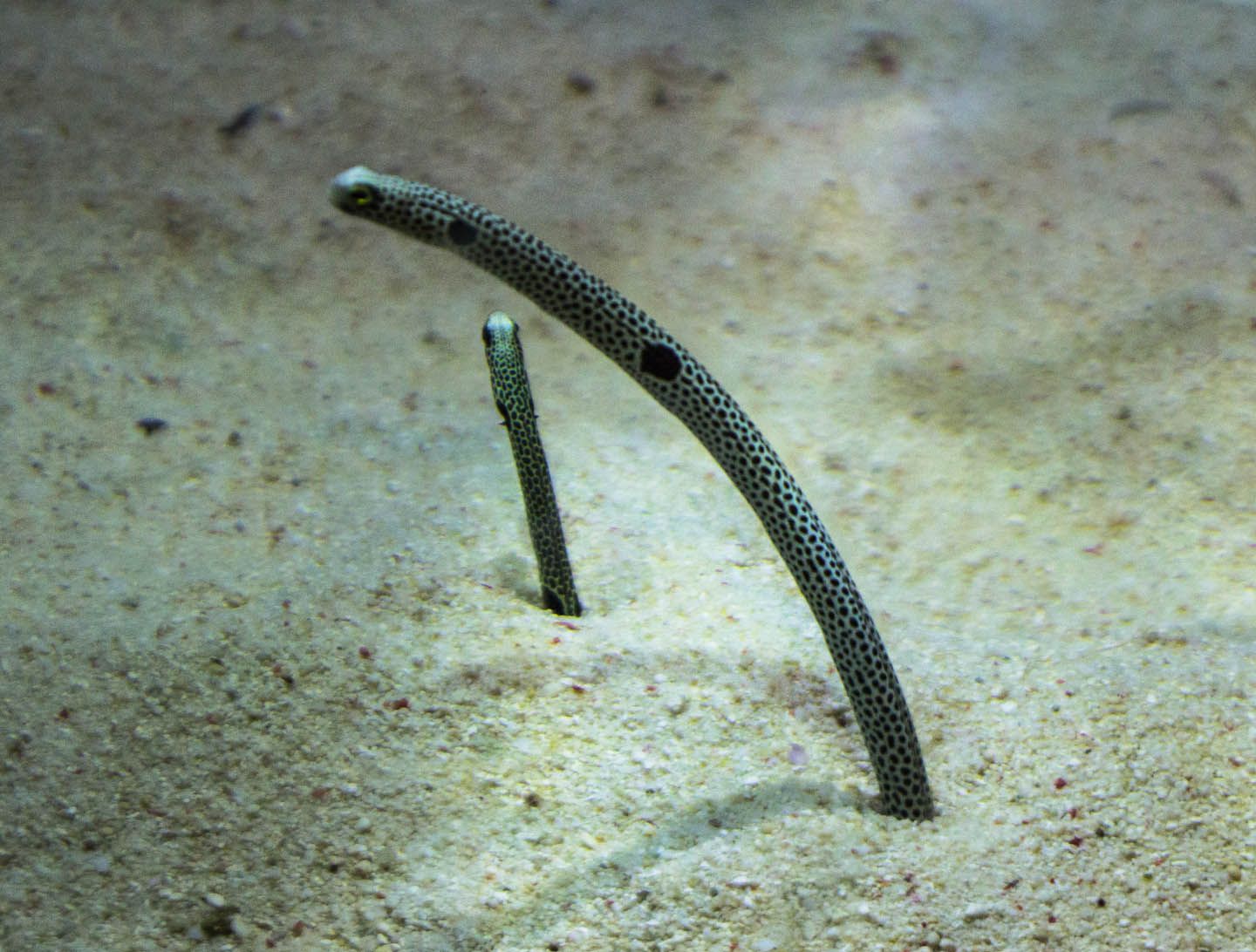 Spotted garden eels, KLCC Aquaria, Kuala Lumpur, Malaysia