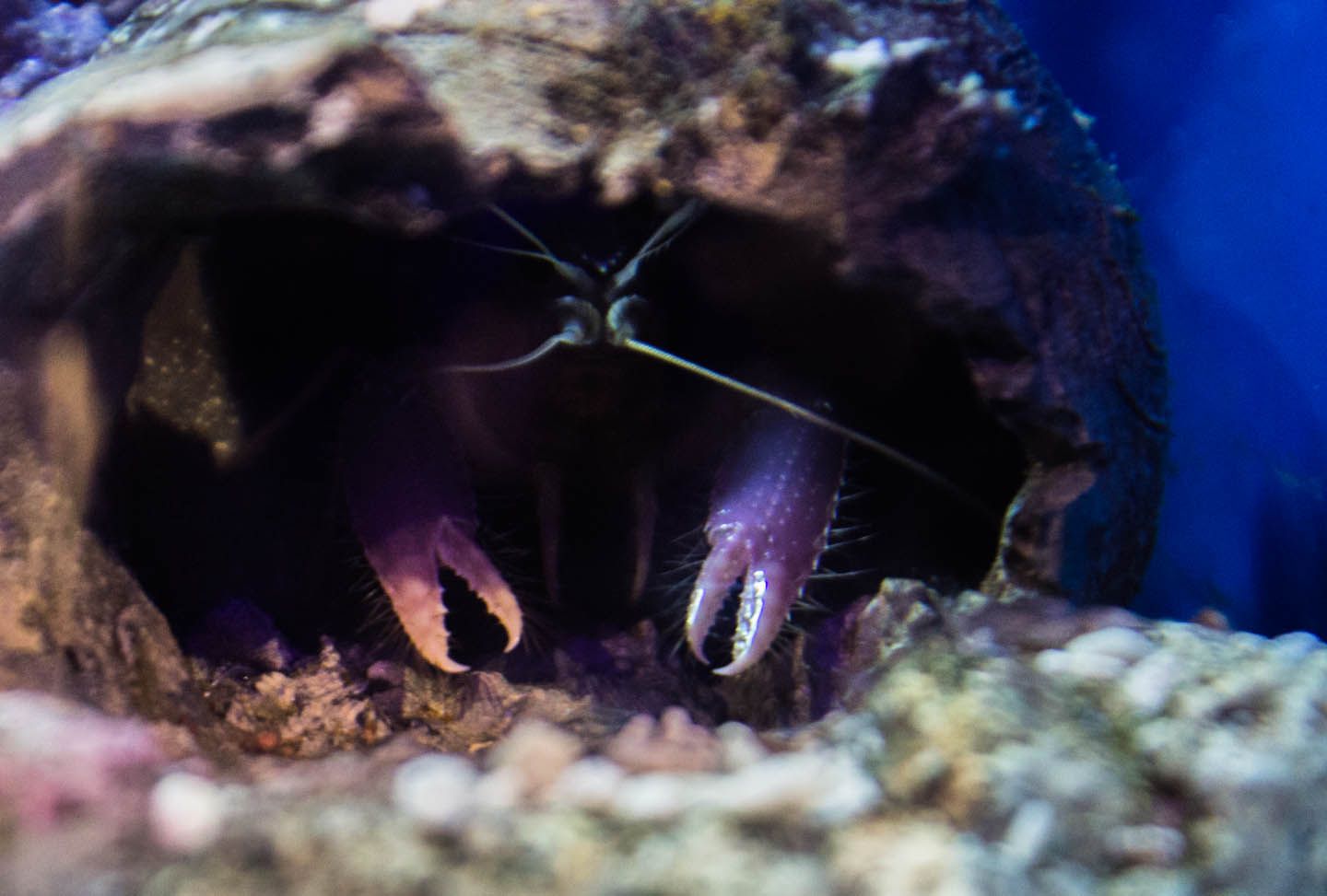 Purple lobster, KLCC Aquaria, Kuala Lumpur, Malaysia