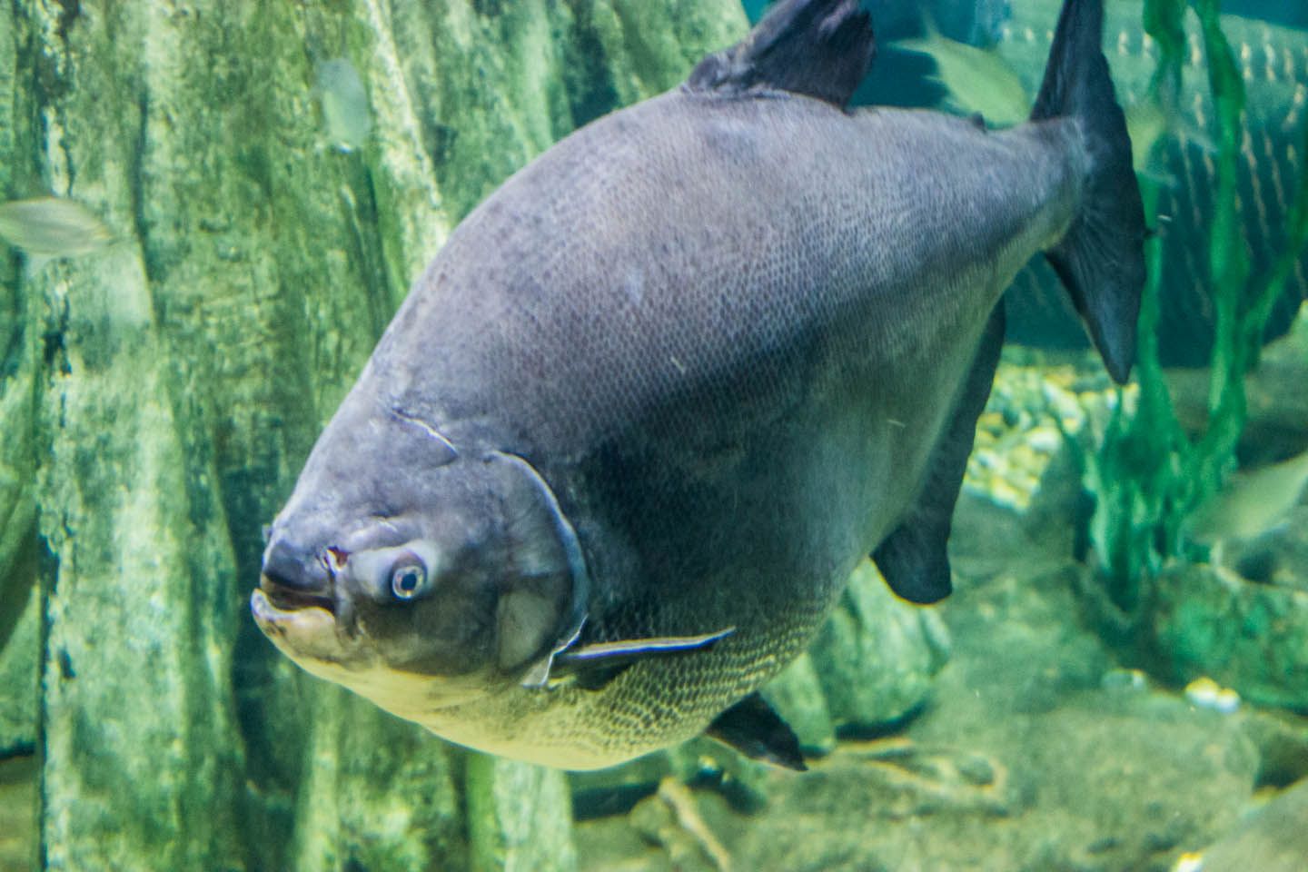 Pacu, KLCC Aquaria, Kuala Lumpur, Malaysia