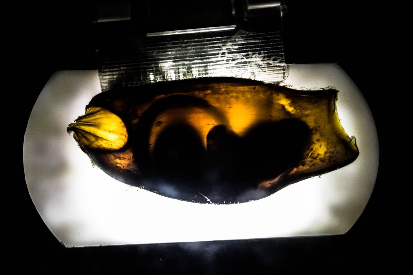 Brownbanded bamboo shark egg, KLCC Aquaria, Kuala Lumpur, Malaysia