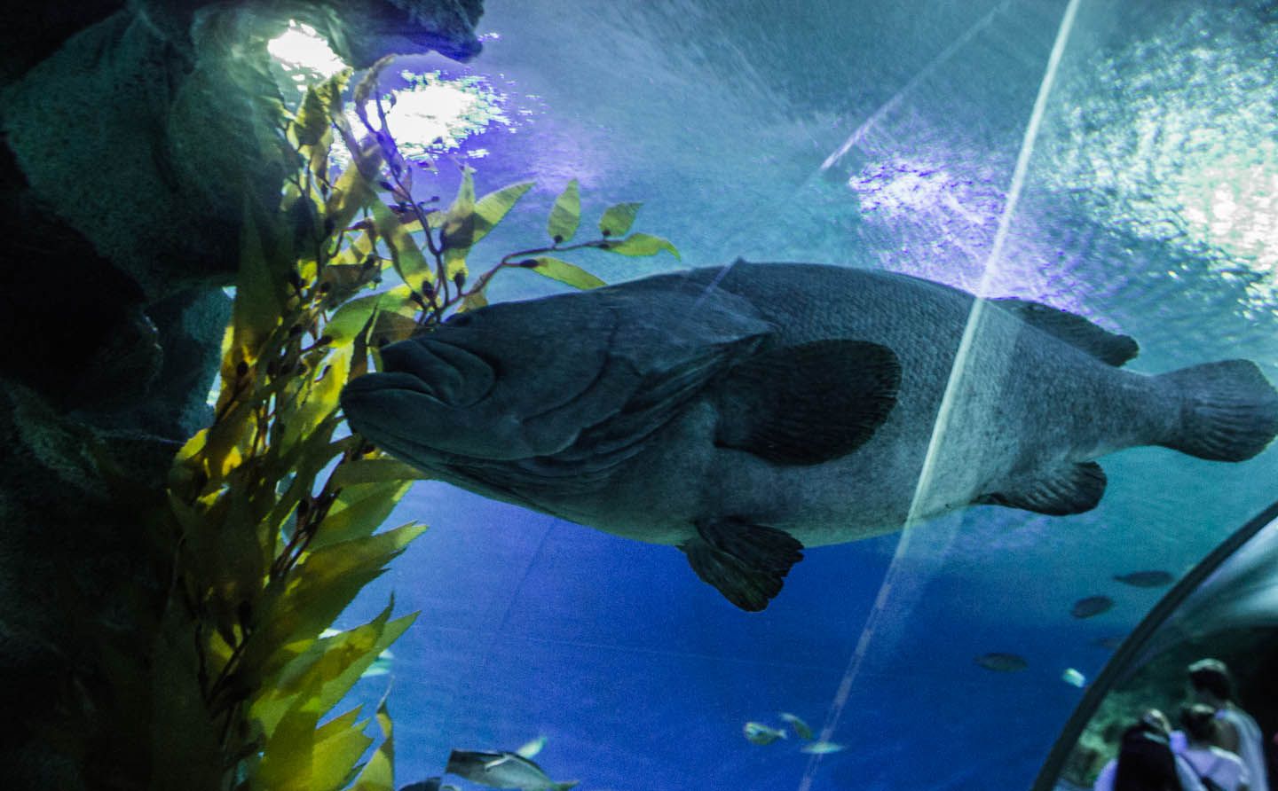 Giant grouper, KLCC Aquaria, Kuala Lumpur, Malaysia