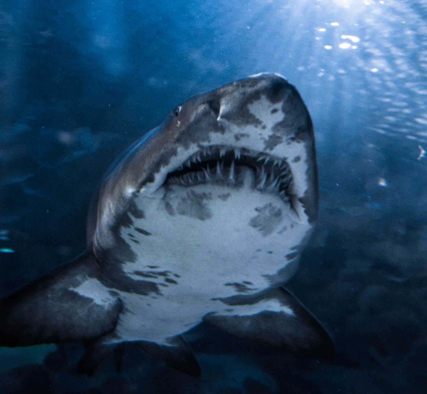 Sand tiger shark, KLCC Aquaria, Kuala Lumpur, Malaysia