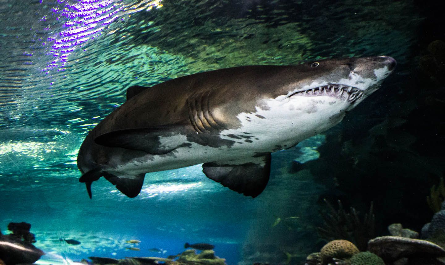 Sand tiger shark swimming by, KLCC Aquaria, Kuala Lumpur, Malaysia