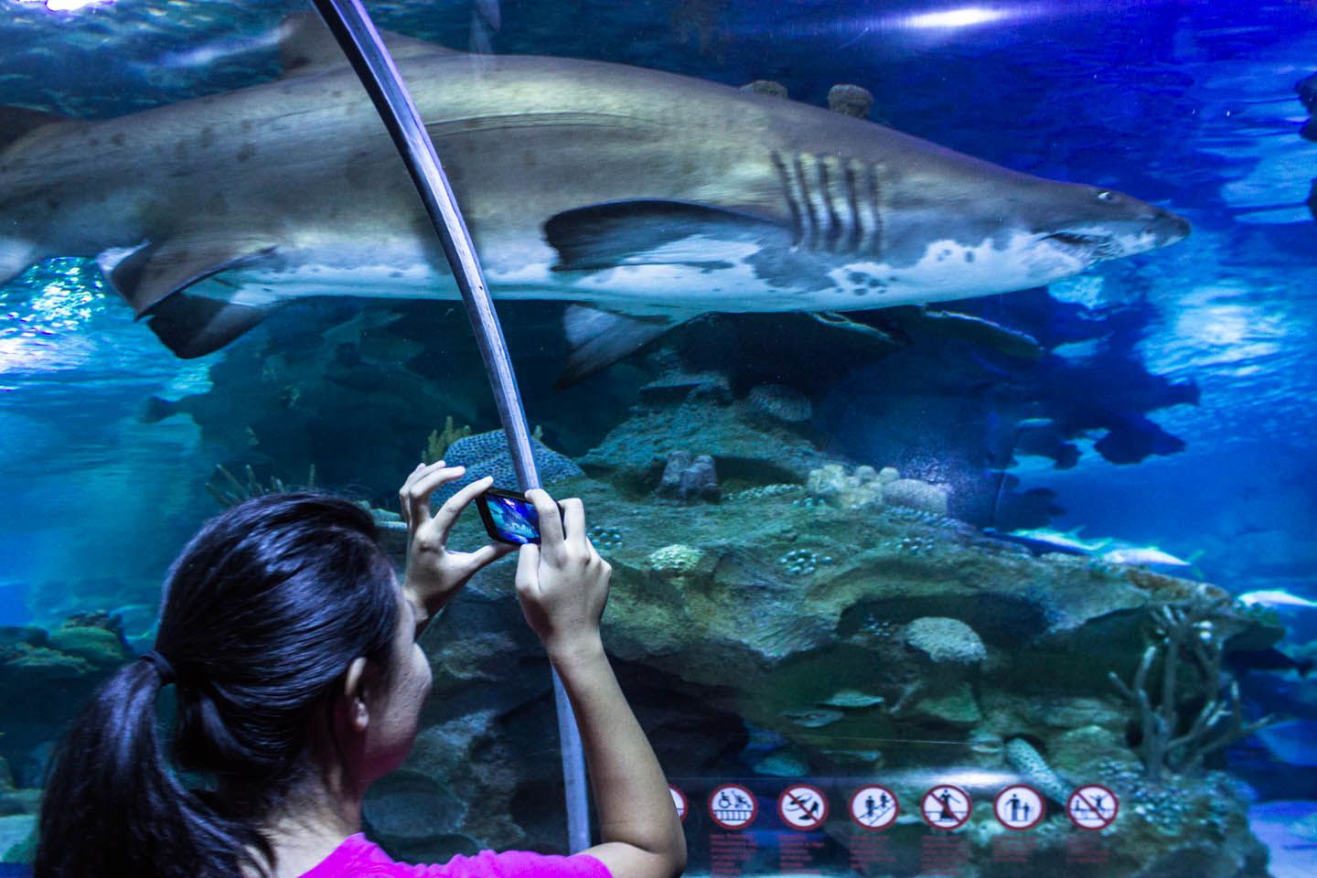 Julie taking a picture of the shark, KLCC Aquaria, Kuala Lumpur, Malaysia
