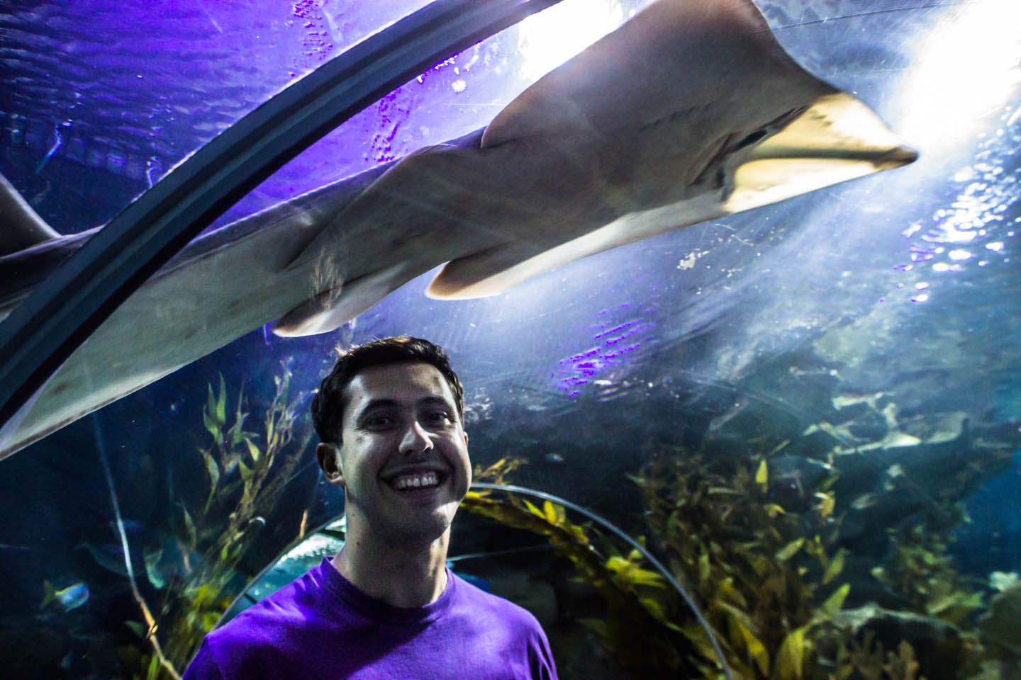 Carlos and the shovelnose ray, KLCC Aquaria, Kuala Lumpur, Malaysia