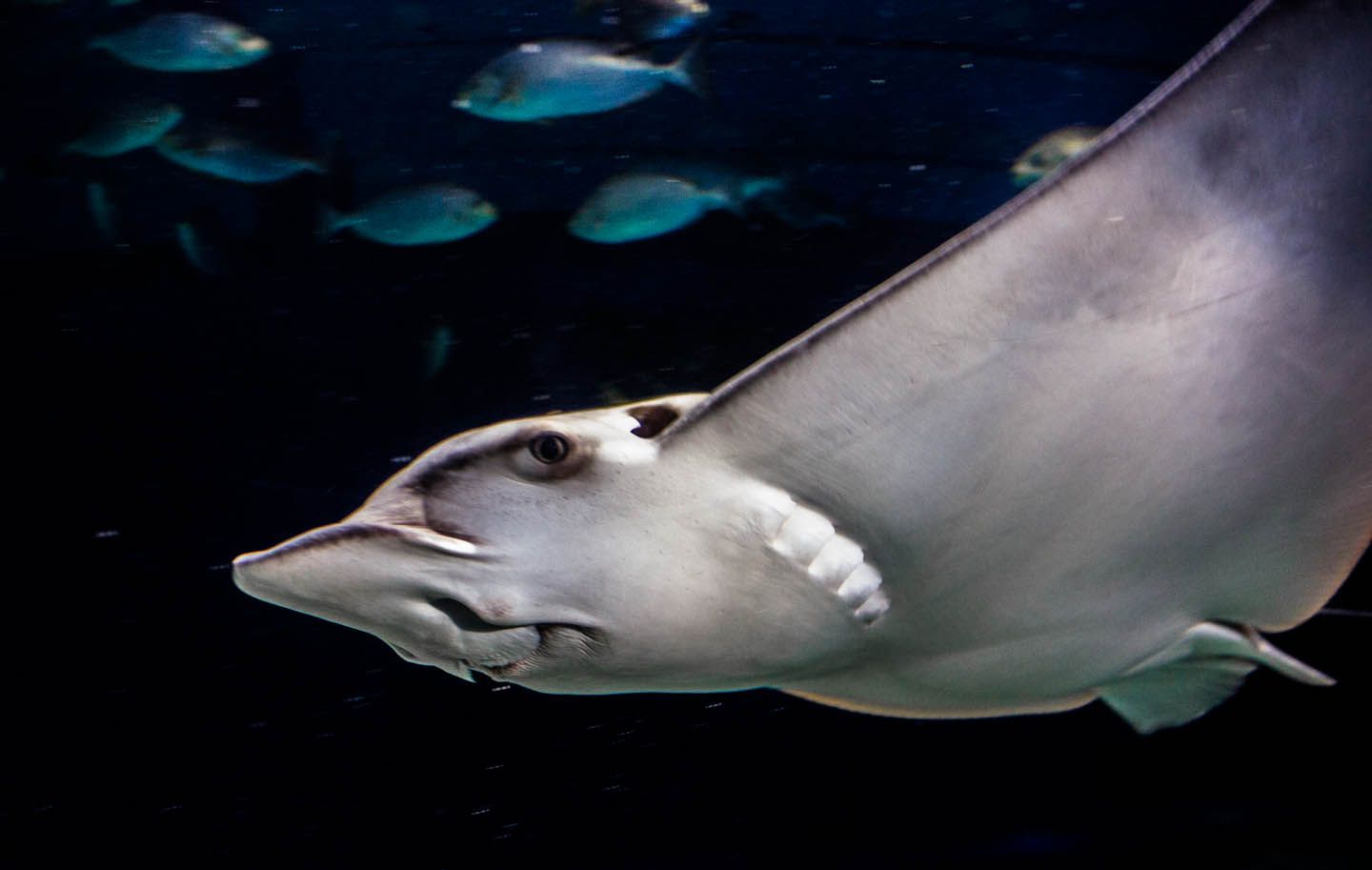 Eagle ray, KLCC Aquaria, Kuala Lumpur, Malaysia