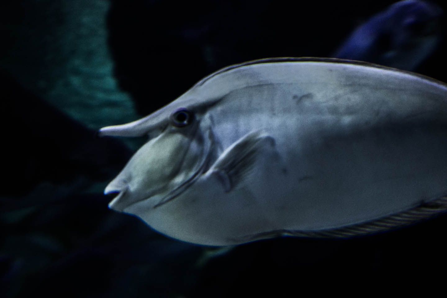 Blue spine unicorn, KLCC Aquaria, Kuala Lumpur, Malaysia