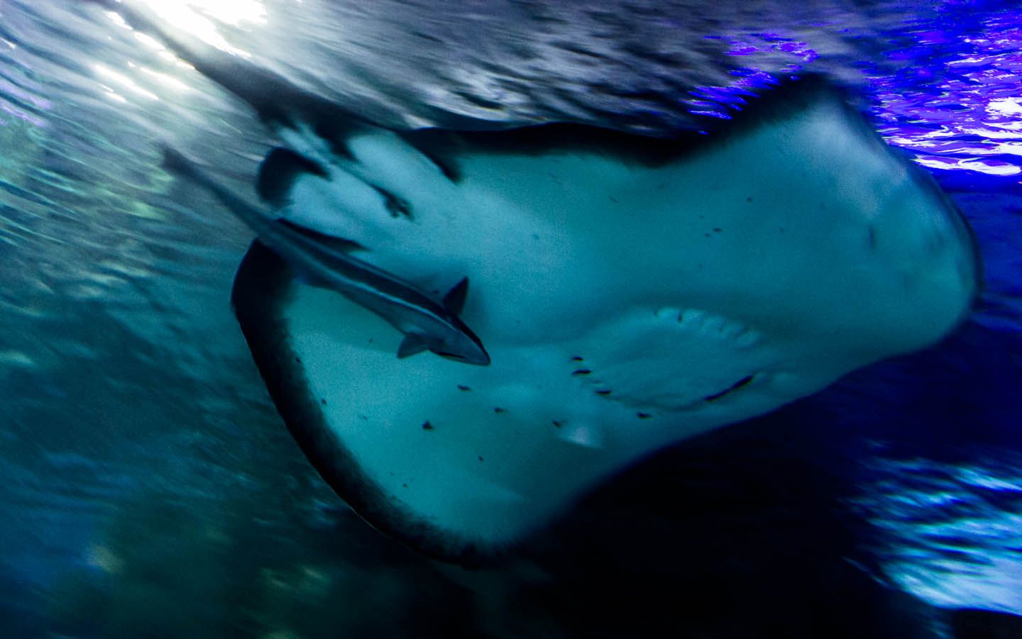 Remora fish attached to a ray, KLCC Aquaria, Kuala Lumpur, Malaysia