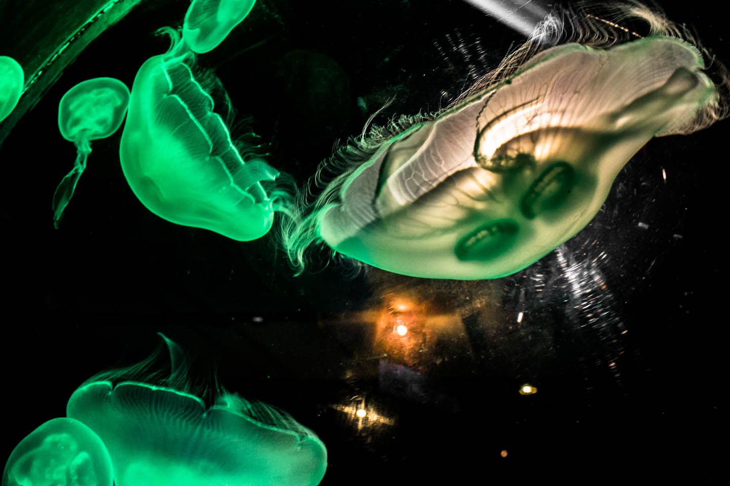 Jellyfish, KLCC Aquaria, Malaysia