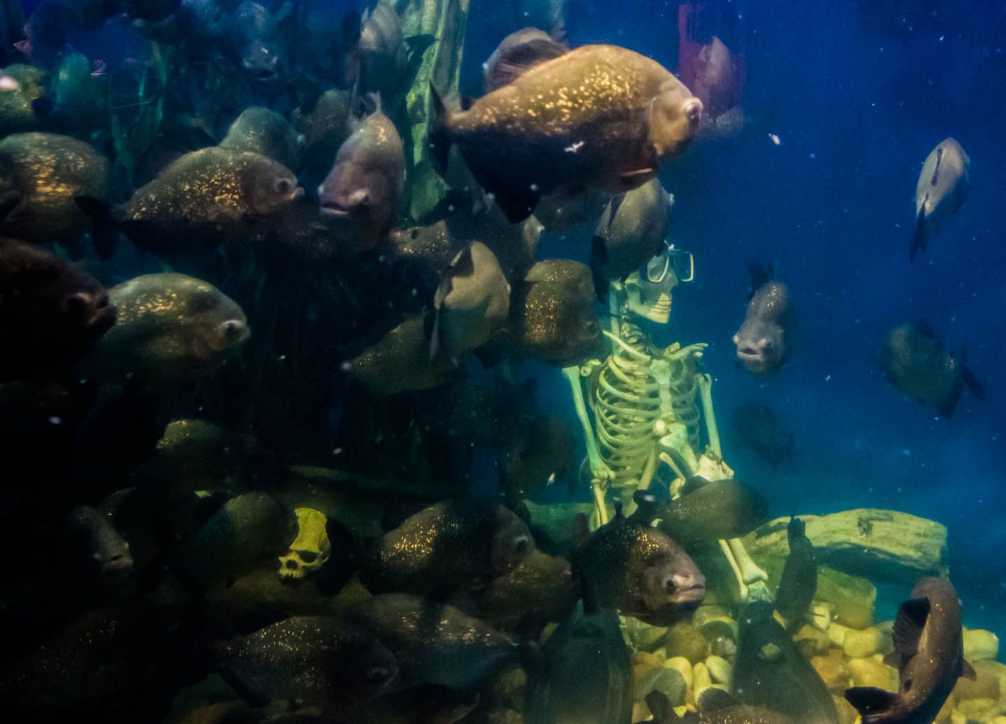 Piranha tank, KLCC Aquaria, Kuala Lumpur, Malaysia
