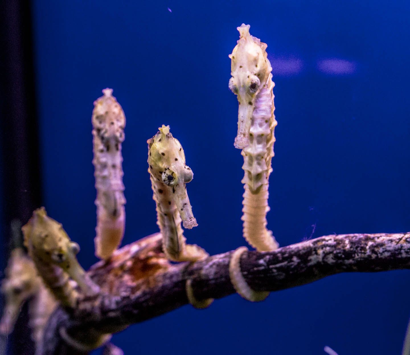 Seahorse, KLCC Aquaria, Kuala Lumpur, Malaysia