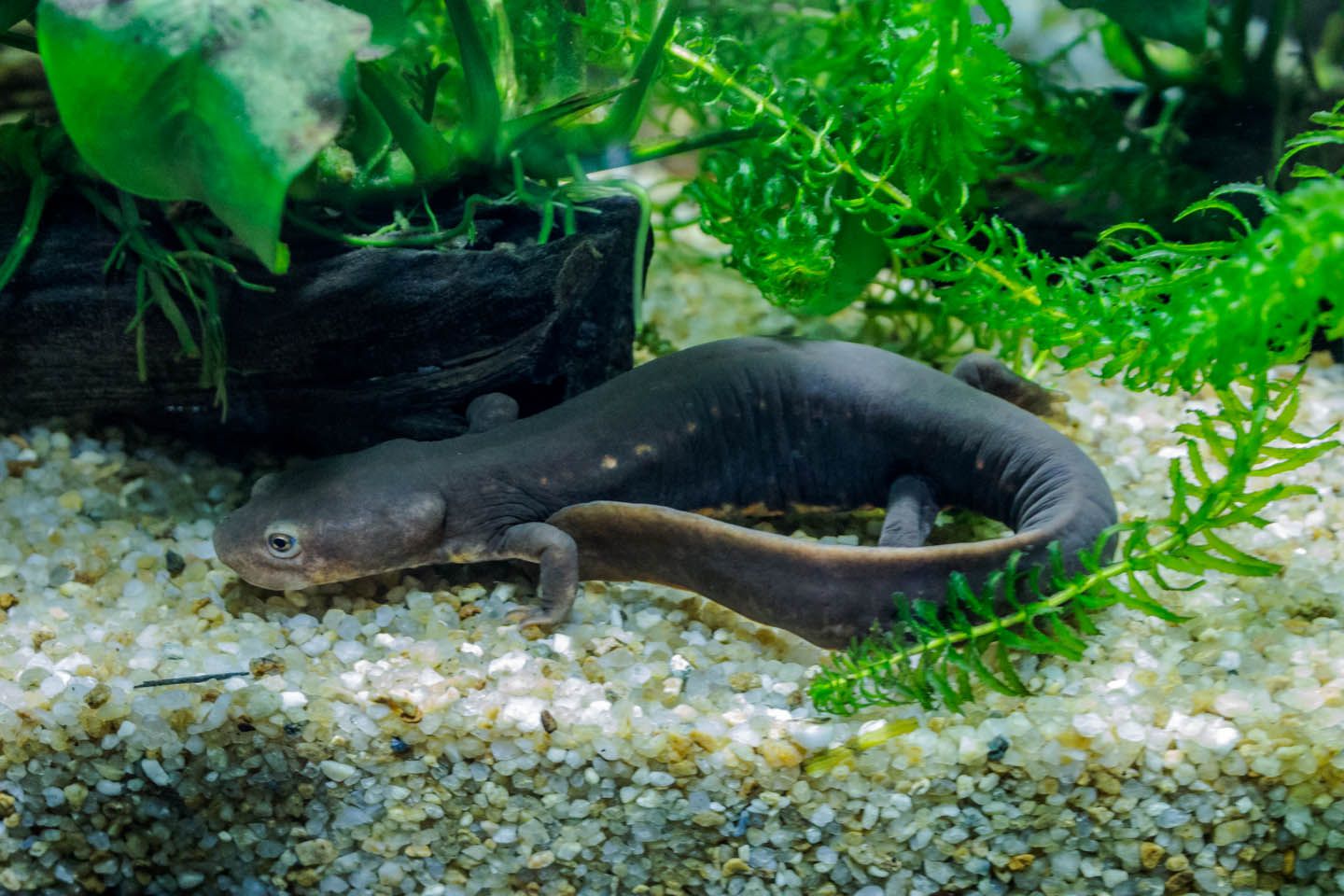 Salamander, KLCC Aquaria, Kuala Lumpur, Malaysia