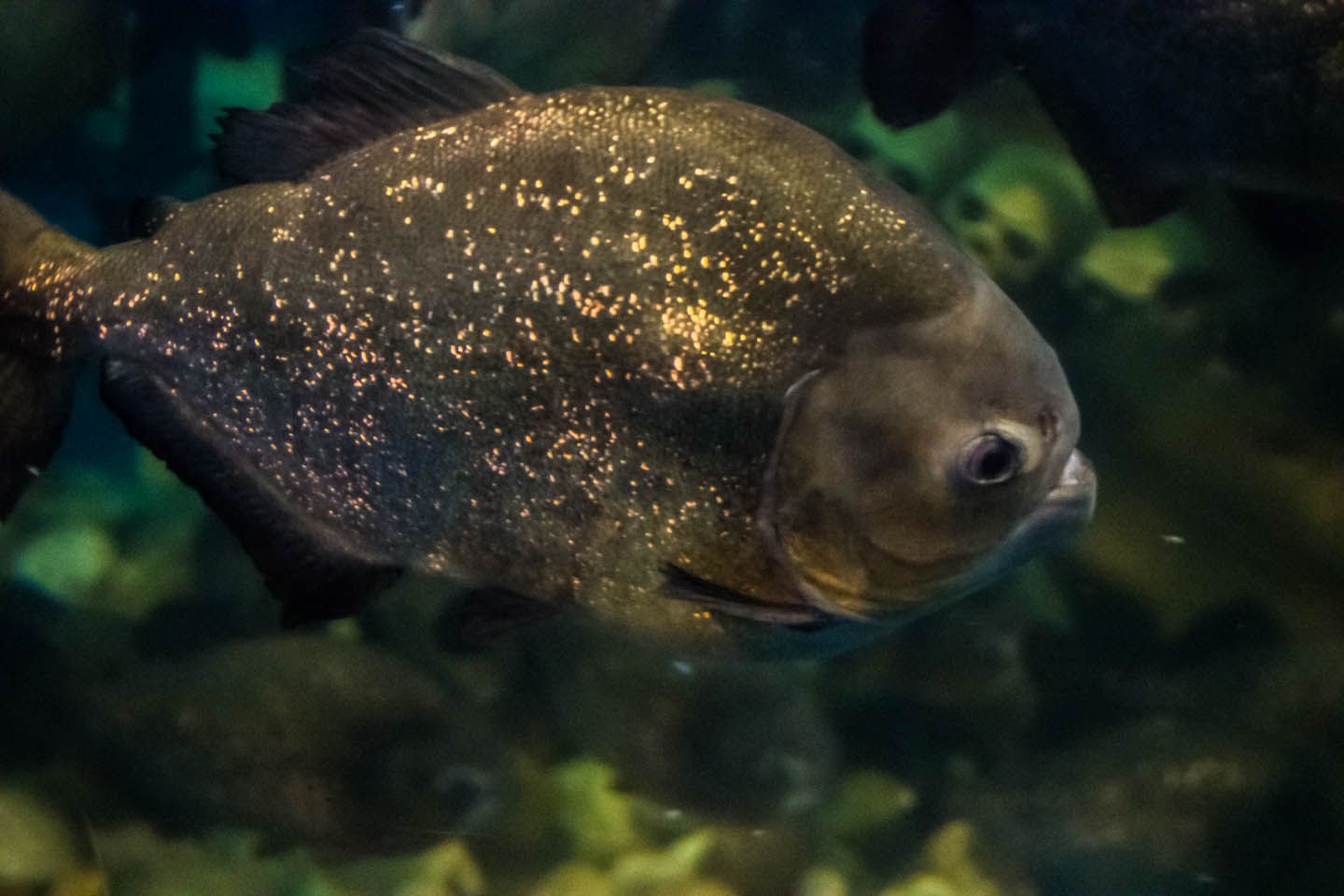 Piranha up close, KLCC Aquaria, Kuala Lumpur, Malaysia