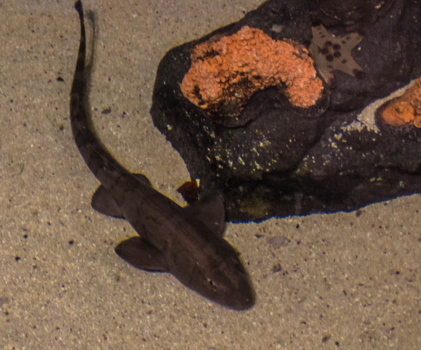 Brownbanded bamboo shark, KLCC Aquaria, Kuala Lumpur, Malaysia
