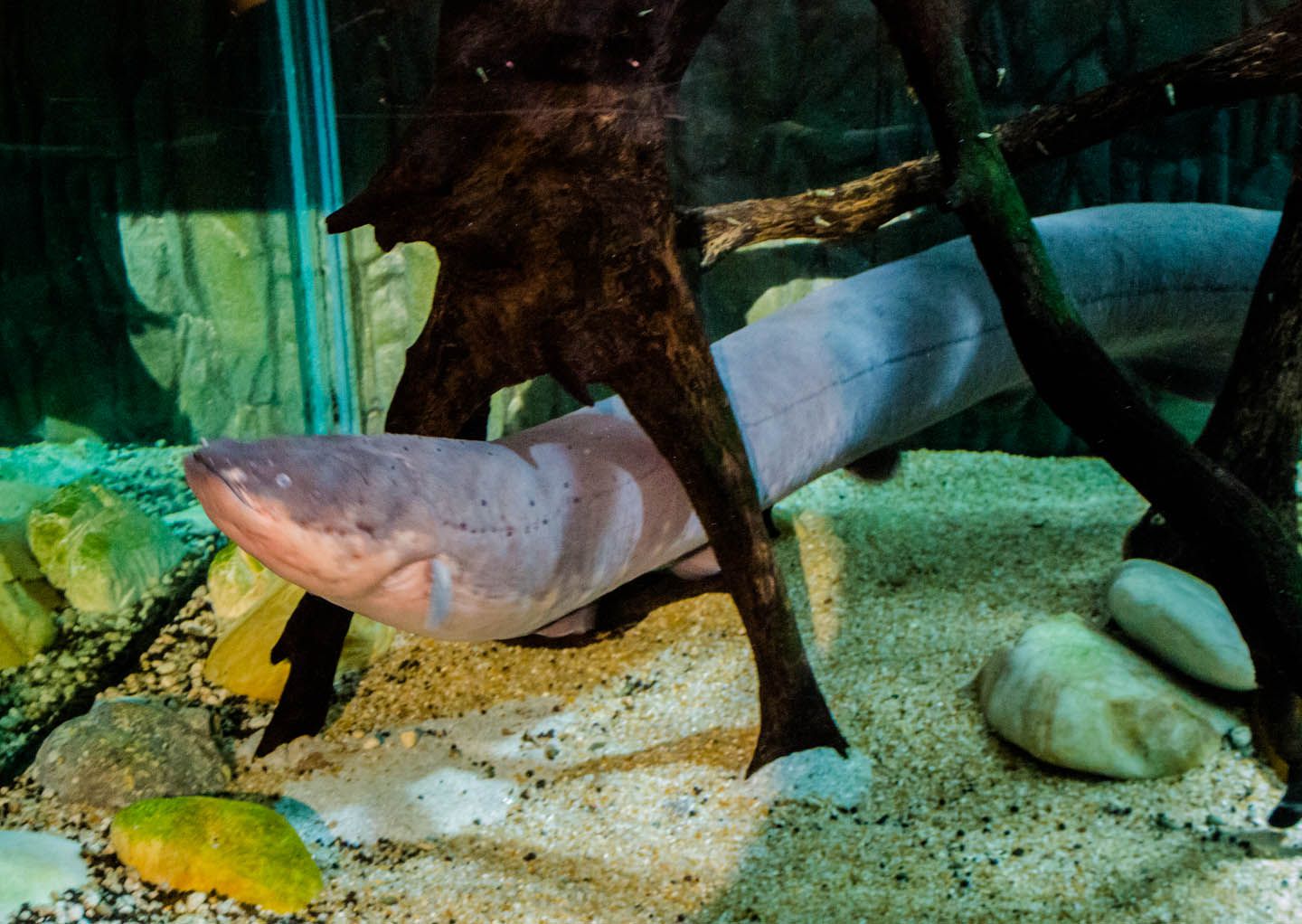 Electric eel, KLCC Aquaria, Kuala Lumpur Malaysia