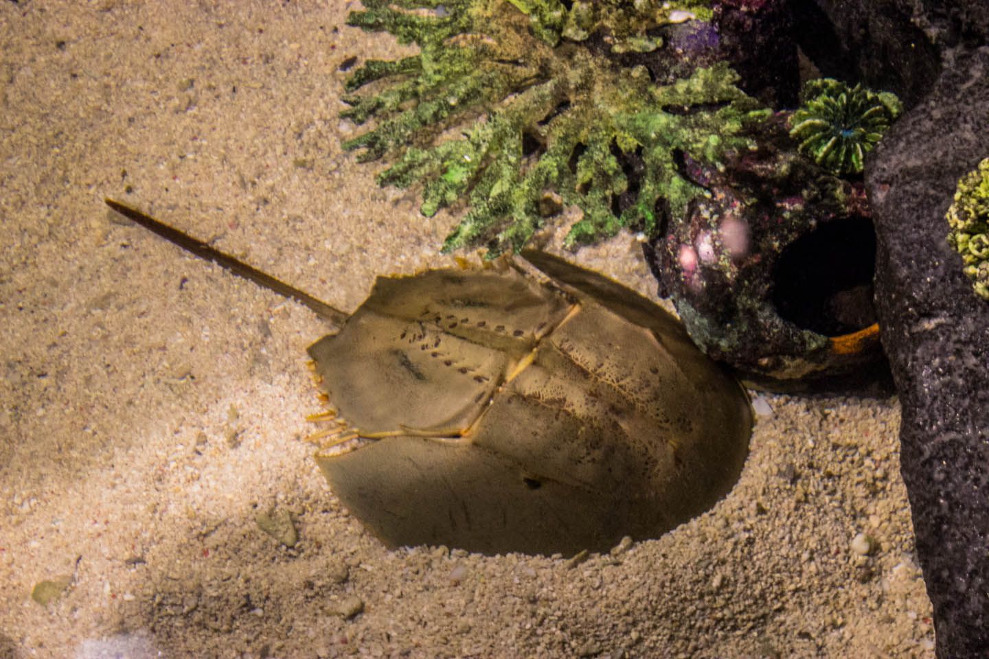 Horse shoe crab, KLCC Aquaria, Kuala Lumpur, Malaysia