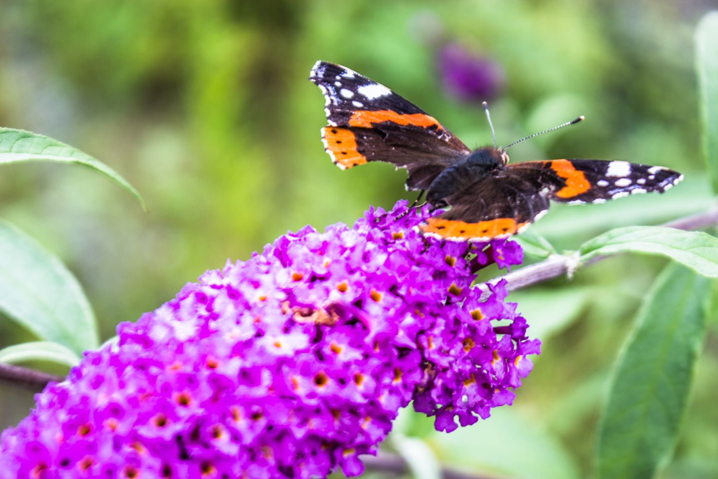 Moth resting on a flower, Bremen, Germany