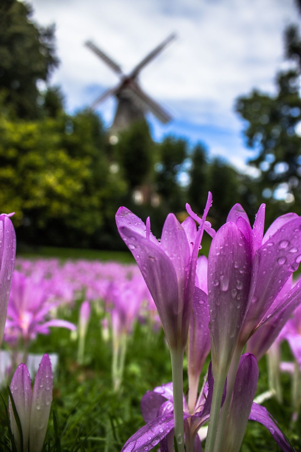 Flowers at the Mühle Am Wall, Bremen, Germany
