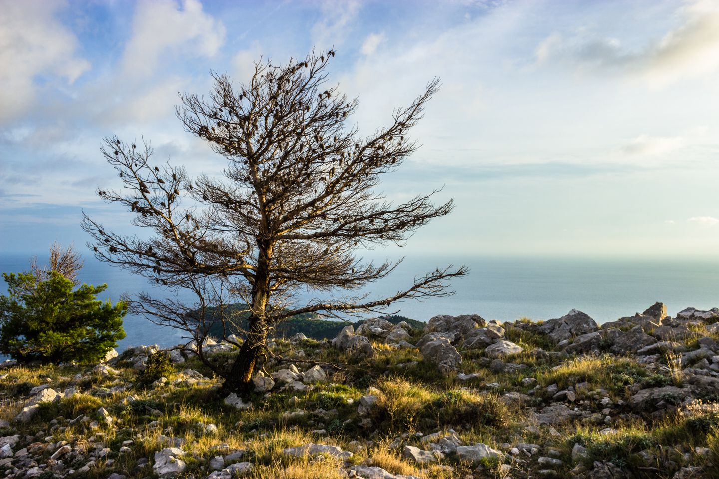 Lonely tree, Dubrovnik, Croatia