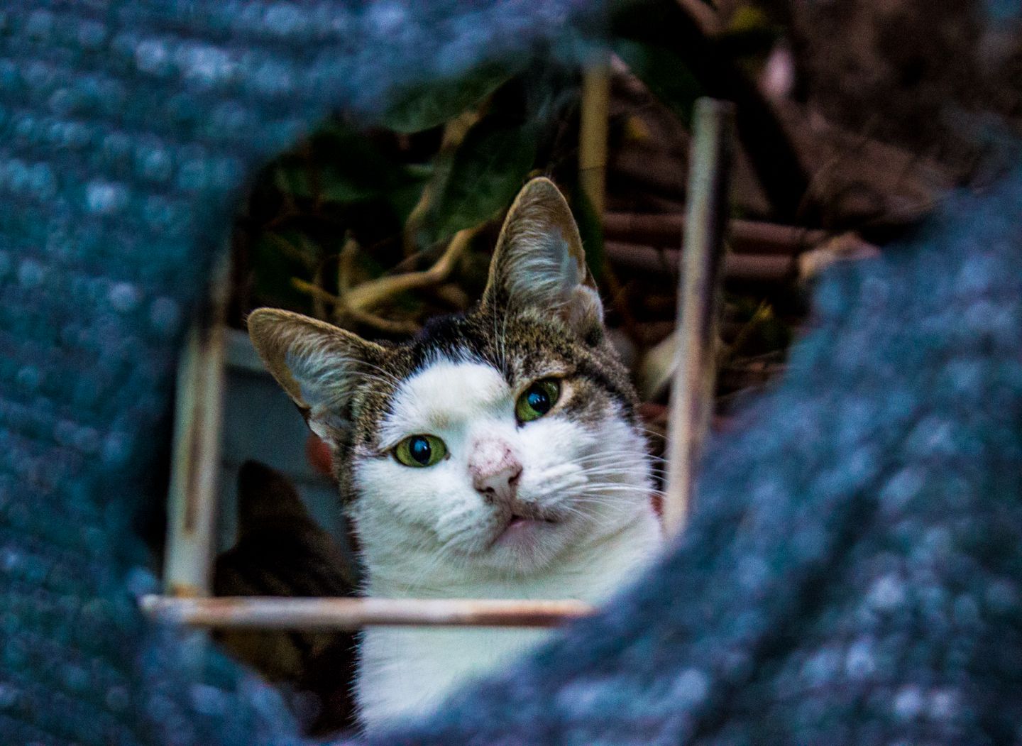 Cat looking at us through the fence, Dubrovnik, Croatia