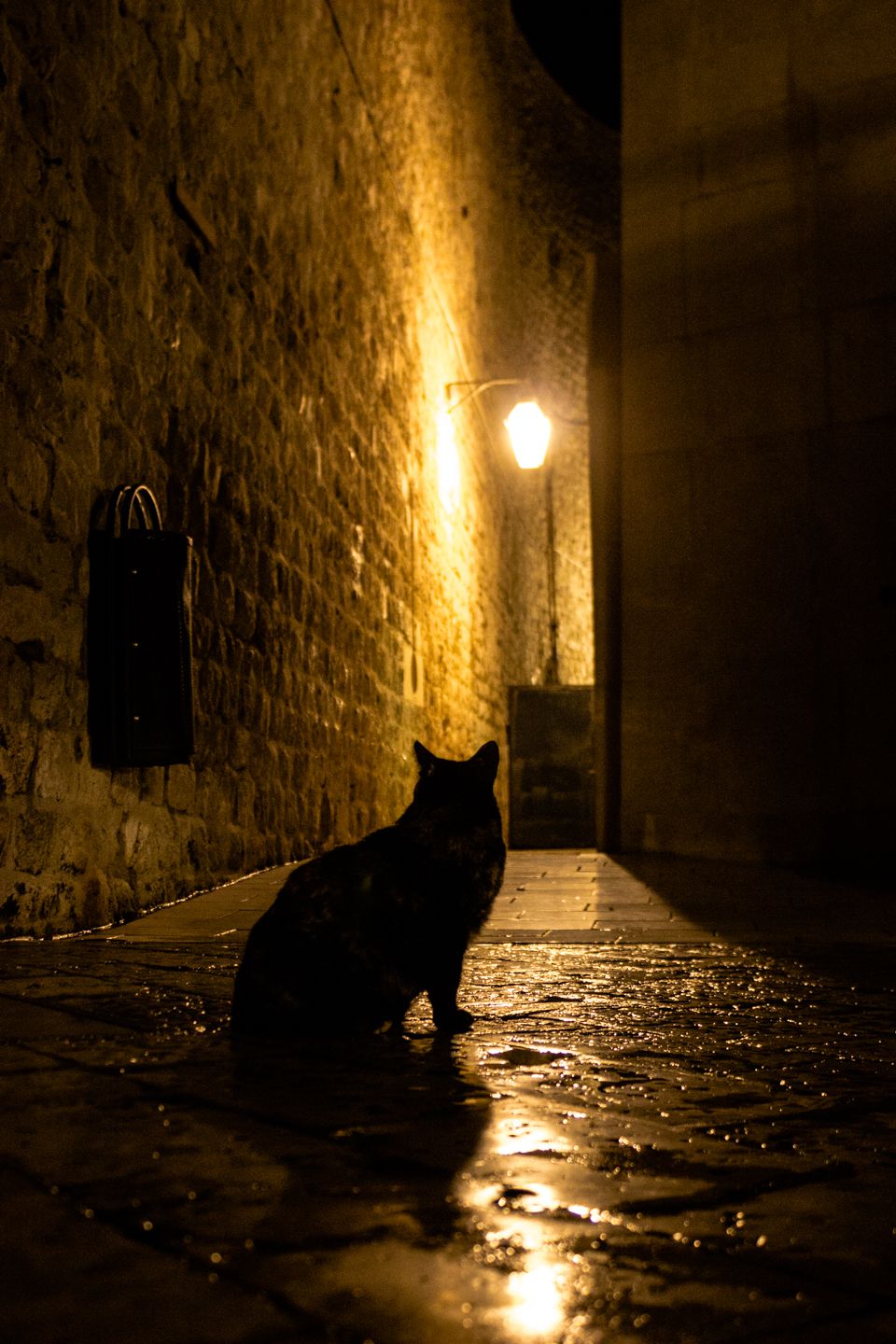 Cat in the alleys of Dubrovnik, Croatia