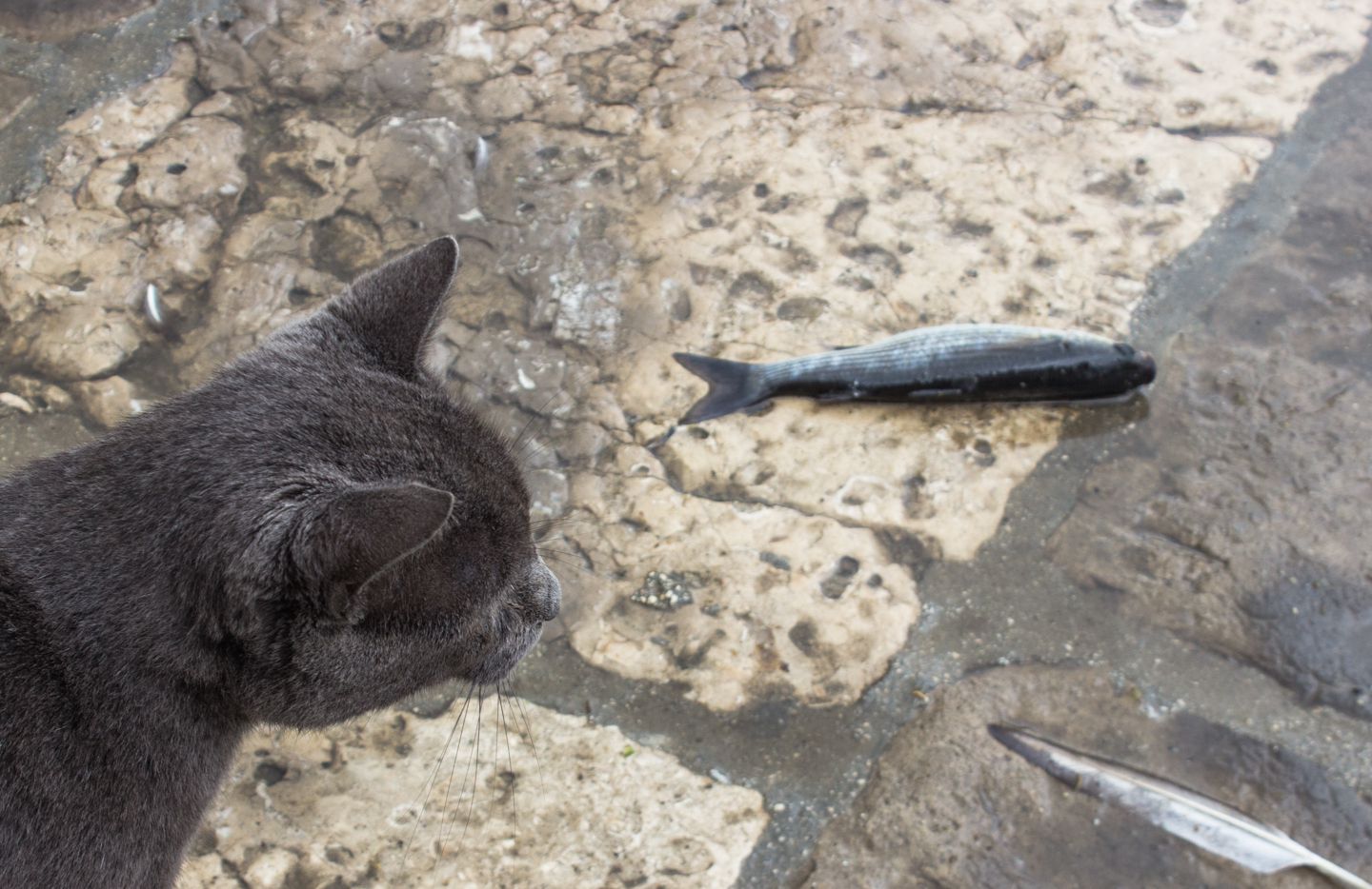Cat catching a fish, Dubrovnik, Croatia