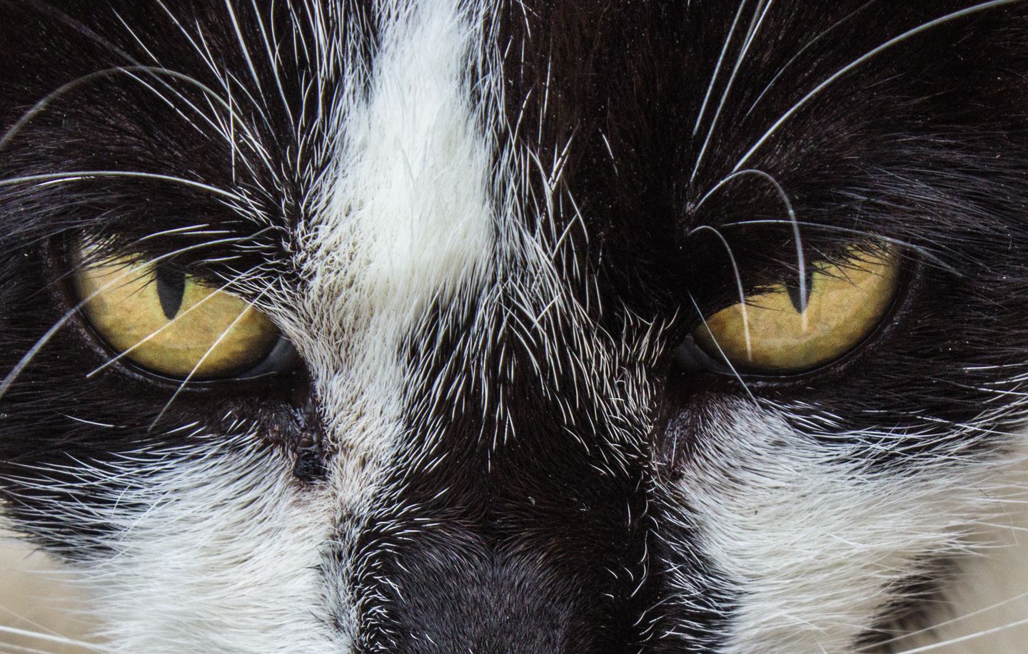 Cat's eyes, Dubrovnik, Croatia