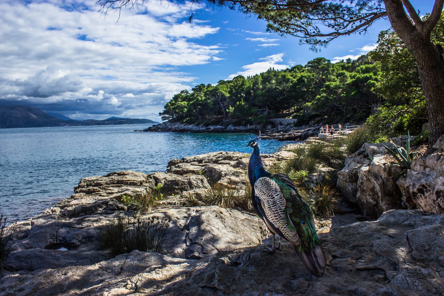 Peacock on Lokrum island, Dubrovnik, Croatia