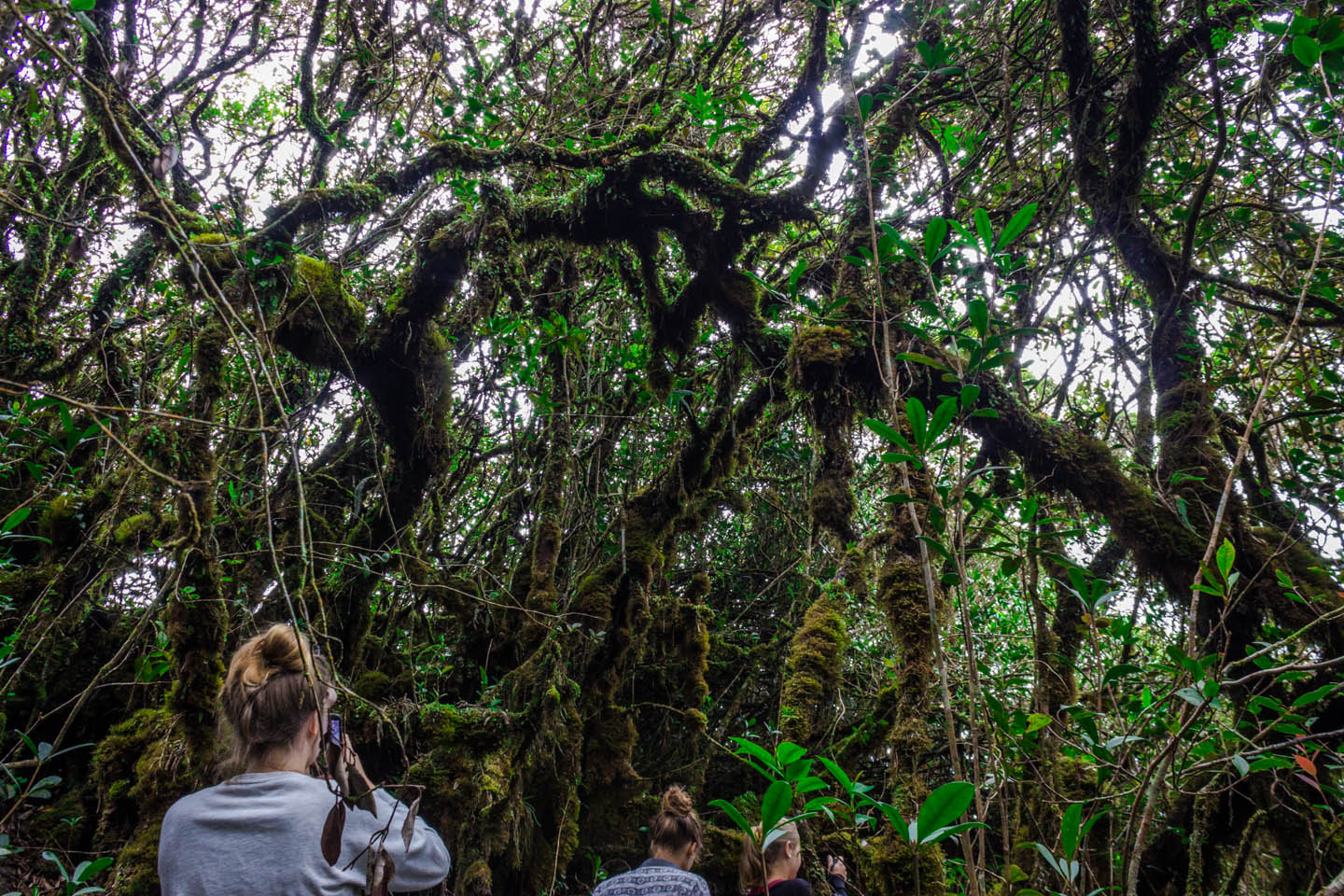 Trekking in the mossy forest, Cameron Highlands, Malaysia