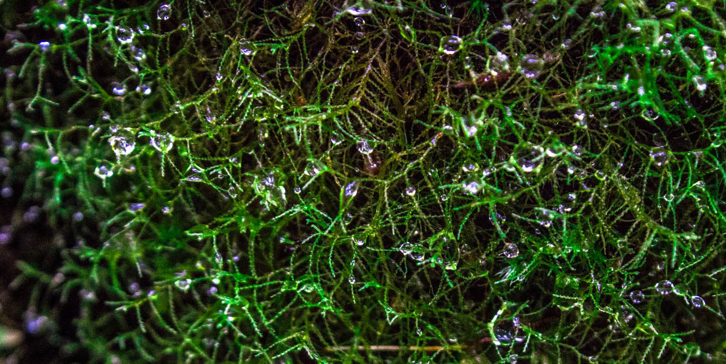 Moss at the mossy forest, Cameron Highlands, Malaysia