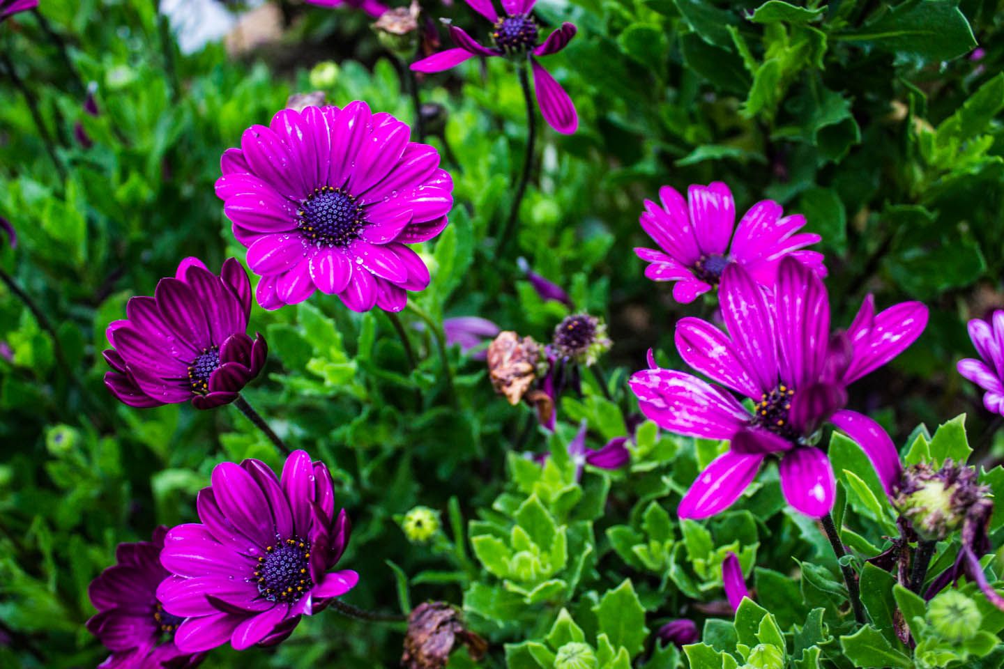 Beautiful flower, Cameron Highlands, Malaysia