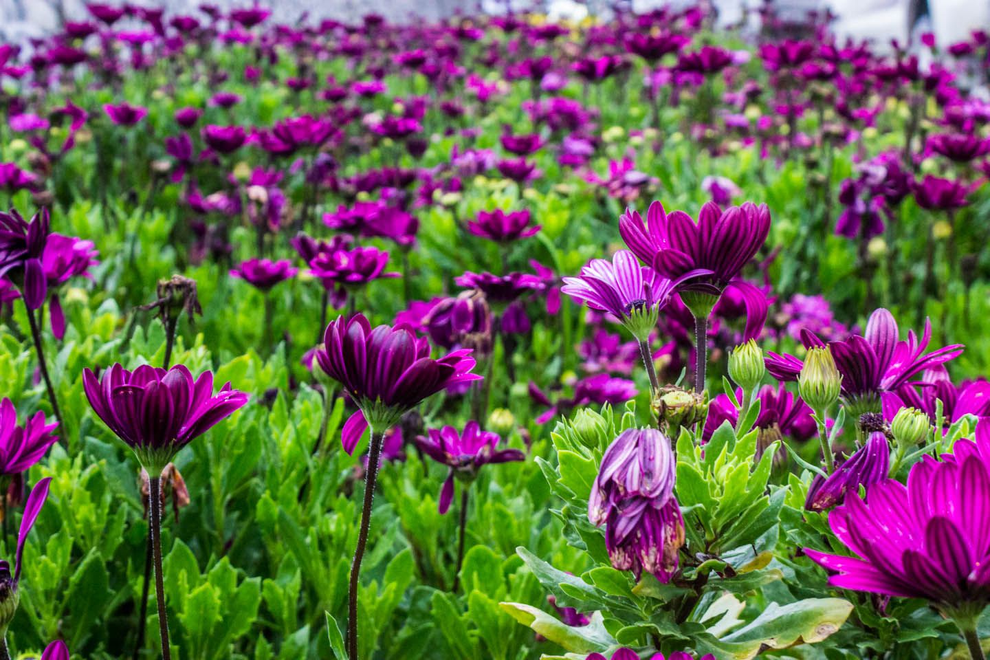 20150819-cameron-highlands-16