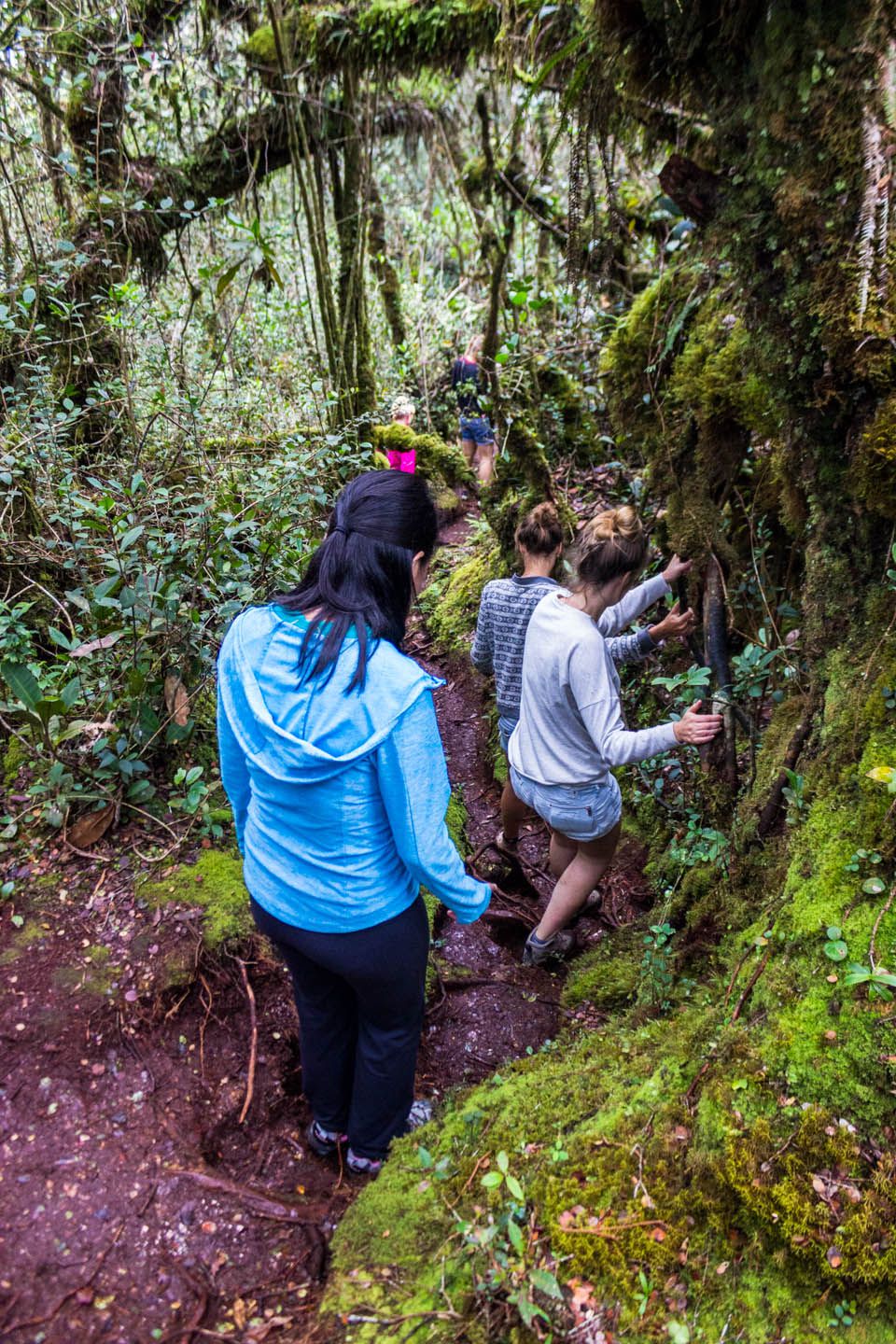 Walking through the mossy branches, Cameron Highlands, Malaysia