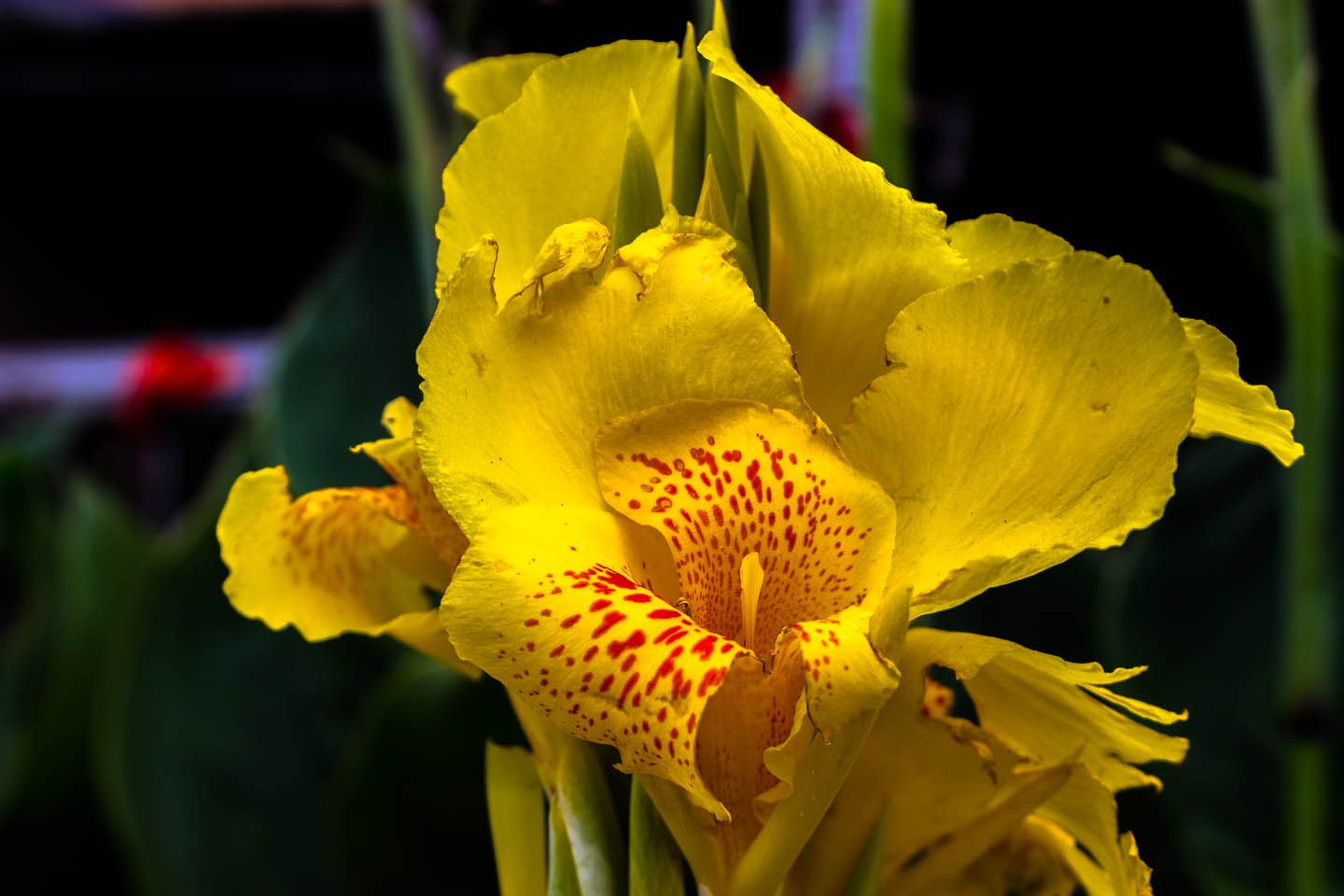 beautiful yellow flower, Cameron Highlands, Malaysia