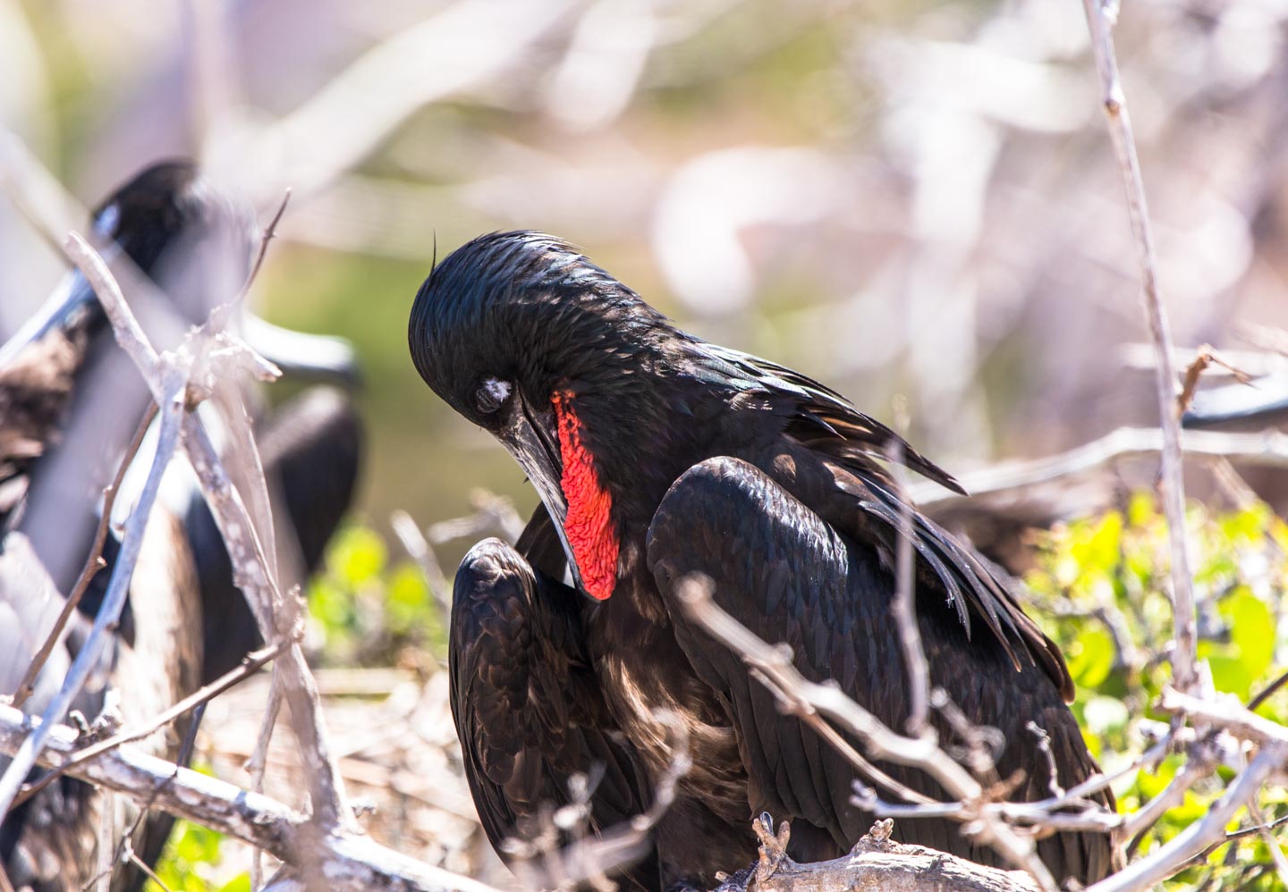 Male frigate bird with its red gular pouch, North Seymour Island, Galápagos Islands, Ecuador
