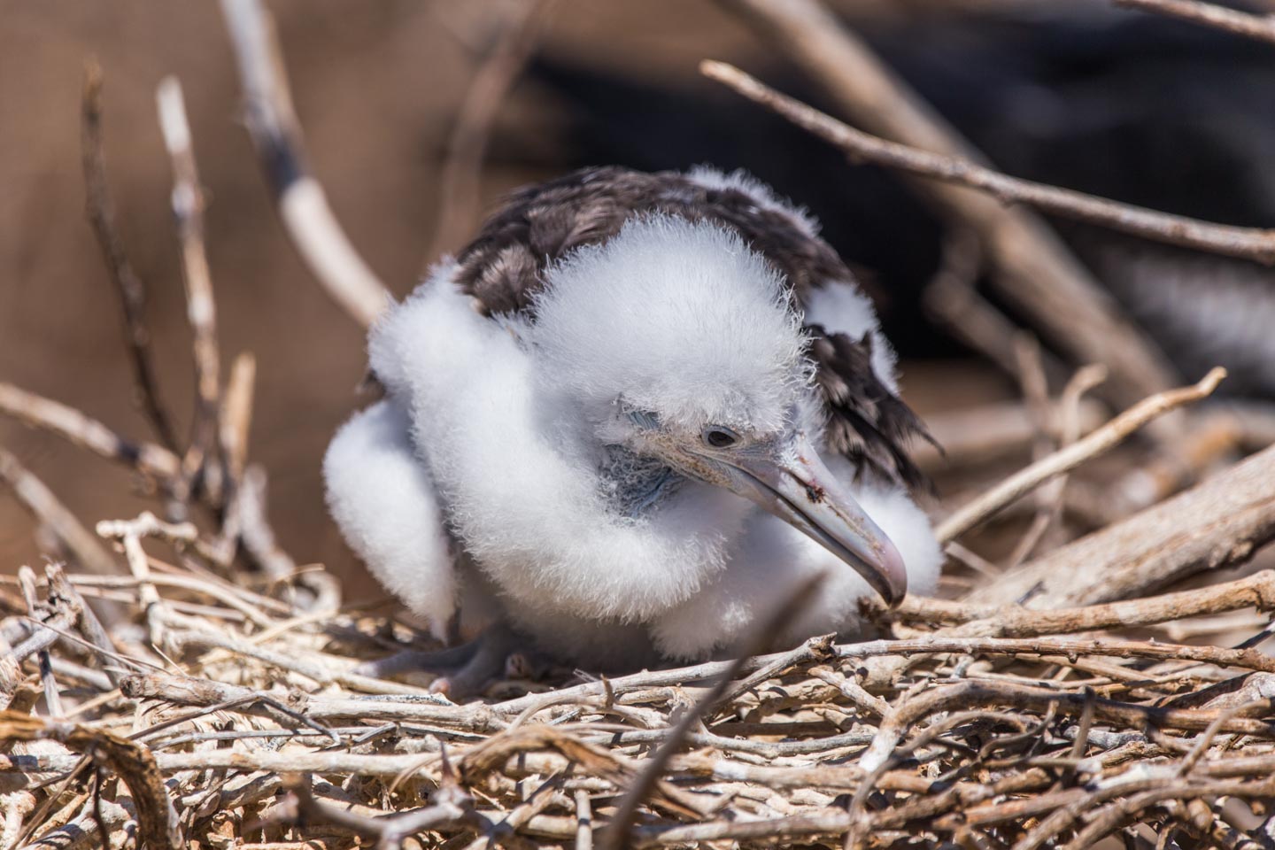 The fuzzball that is a baby frigate bird, North Seymour Island, Galápagos Islands, Ecuador