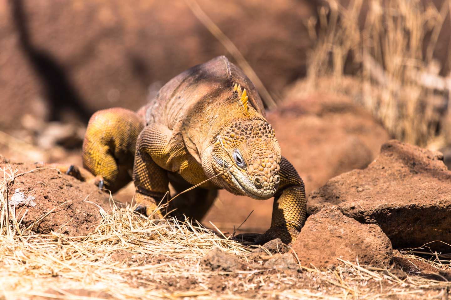 Ecuador: Galápagos Islands