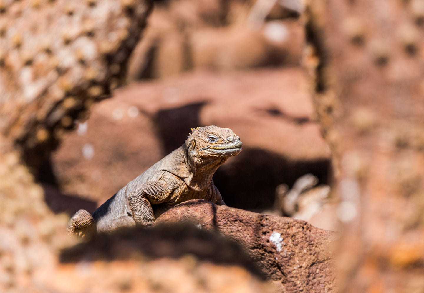 A female land iguana framed by cacti, North Seymour Island, Galápagos Islands, Ecuador