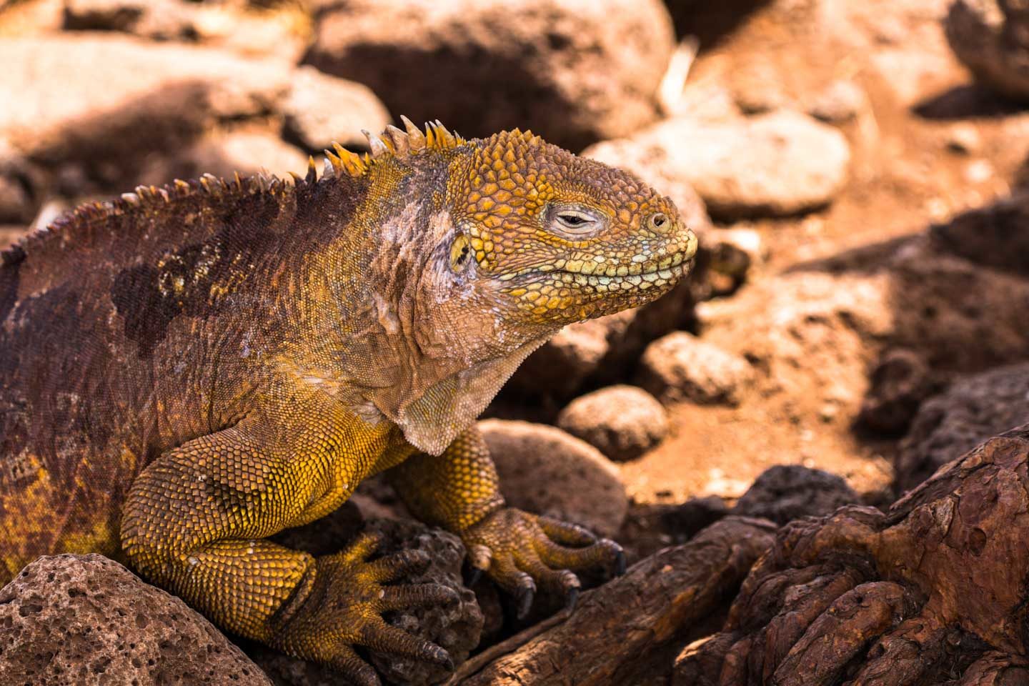 Ecuador: Galápagos Islands