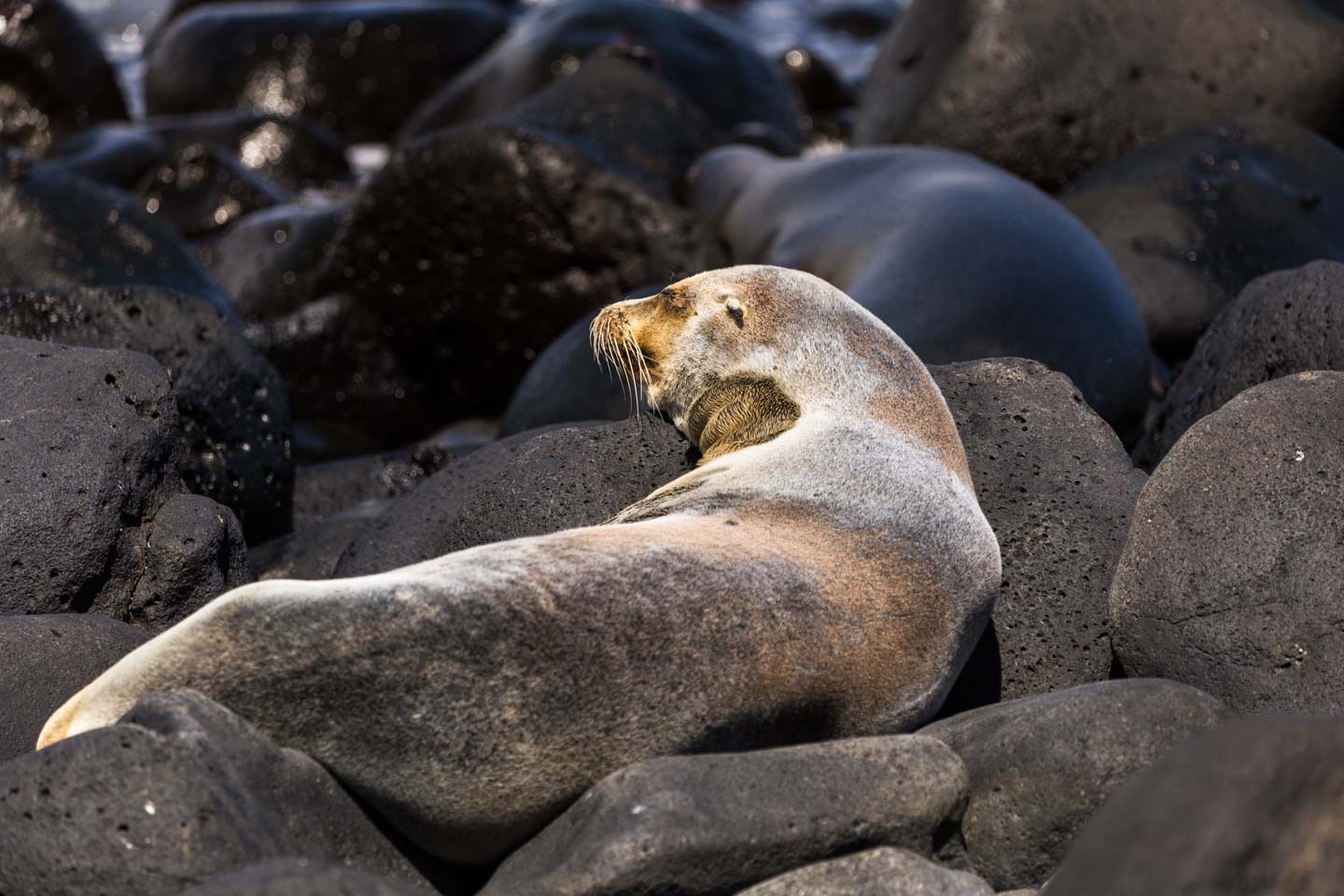 A dry sea lion lounging around the rocks with all the other sea lions, North Seymour Island, Galápagos Islands, Ecuador