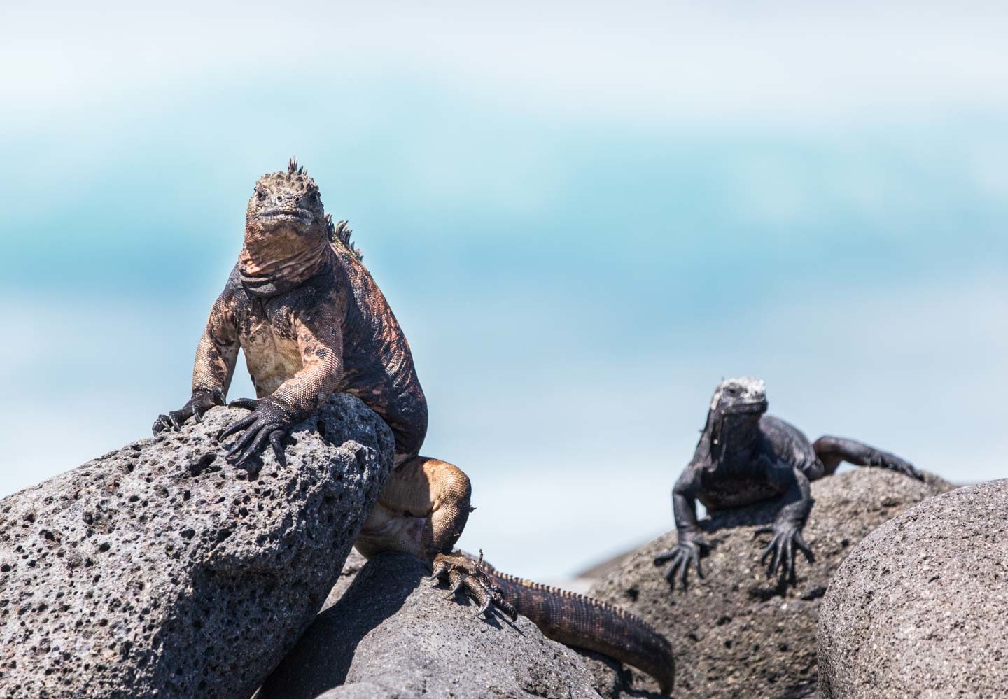Ecuador: Galápagos Islands