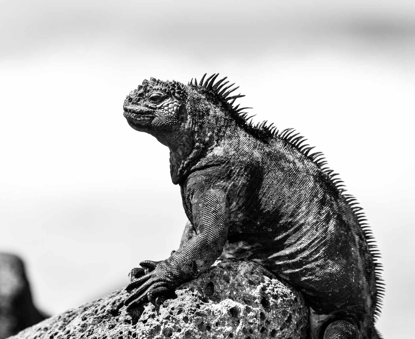 Marine iguana black and white profile portrait, North Seymour Island, Galápagos Islands, Ecuador